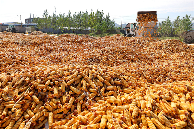 Agricultor opera uma maquinaria agrícola para secar milho na aldeia Fuliuyao da cidade de Xiwangzhuang, na cidade de Zaozhuang, província de Shandong, leste da China, em 5 de outubro de 2023 - Foto: Xinhua