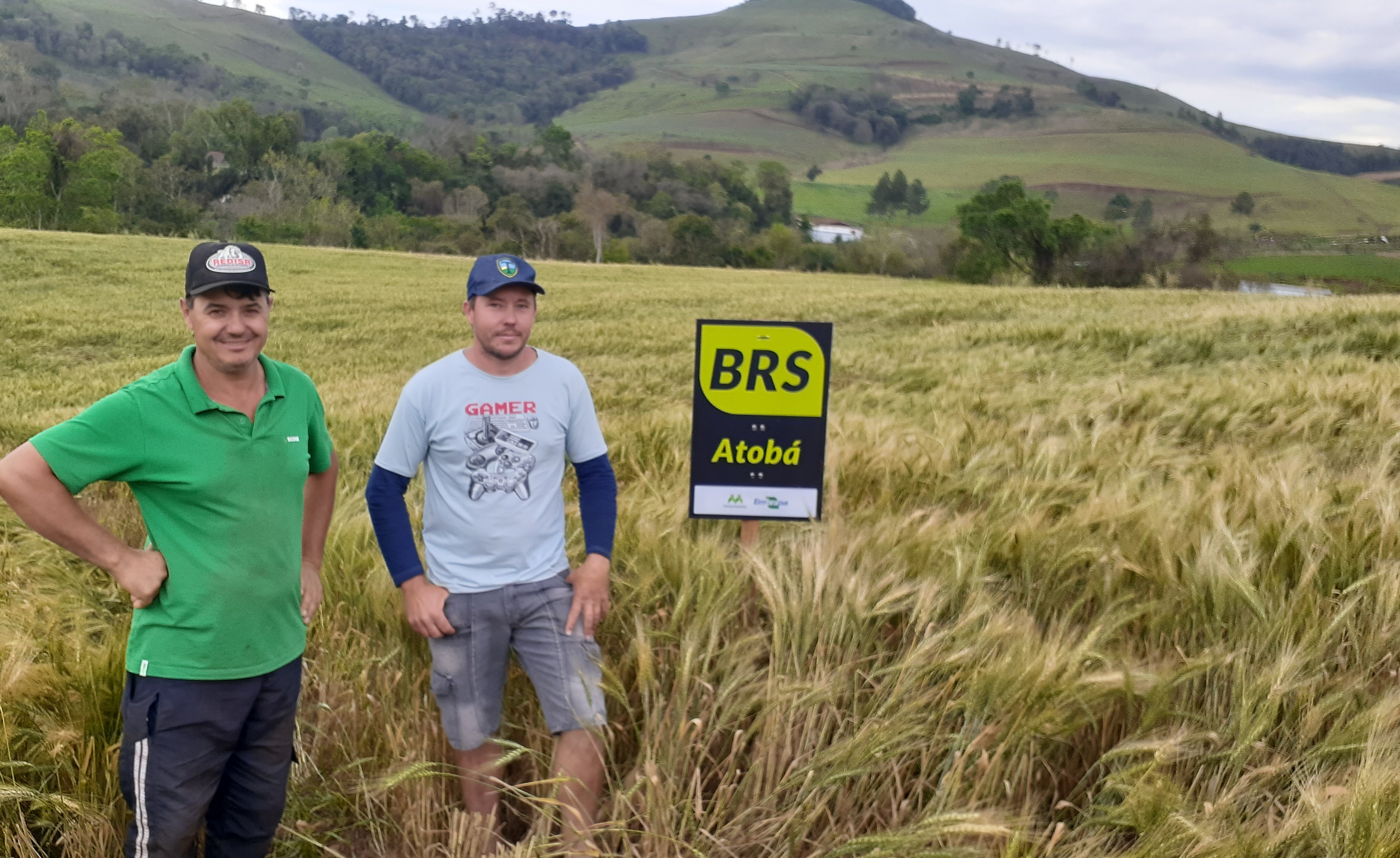 Os irmãos Everaldo e Élio Kruczkevicz, em Salgado Filho, PR: de olho em novos mercados para o trigo. - Foto: Joseani Antunes