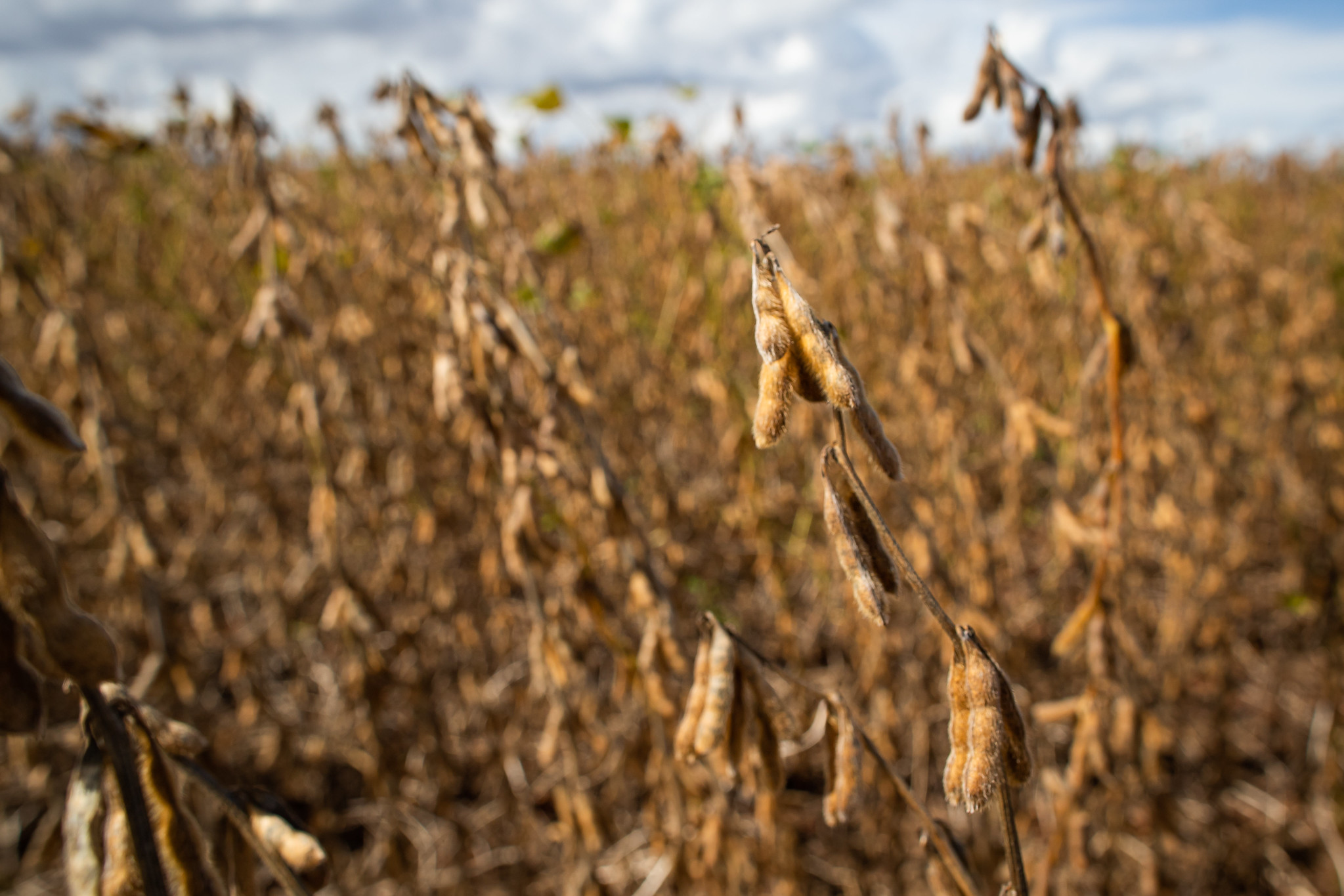 Os estados de Mato Grosso, Goiás, Minas Gerais, além de outros da região Norte e do Matopiba tiveram grande ocorrência de chuvas nas primeiras semanas de novembro. - Foto: Wenderson Araujo/CNA