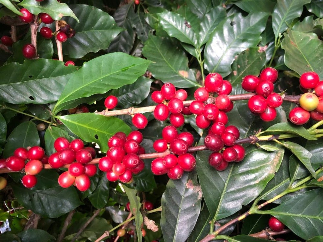 Antônio Rigno de Oliveira Filho, da Fazenda Tijuco, em Piatã (BA), Chapada Diamantina, ficou em primeiro lugar no principal concurso de qualidade de café do mundo, com um score de 91,41 na variedade Catuai 144, com método de processo natural; Foto: Divulgação