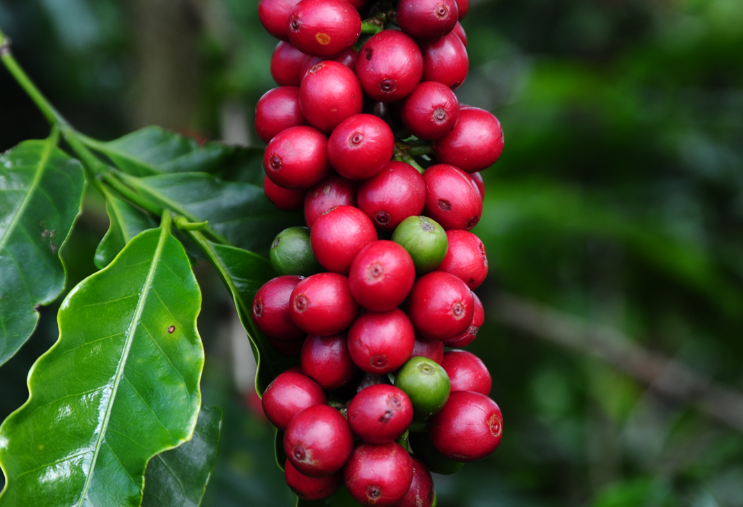 Coordenado pela Epamig, projetos de transferência de tecnologia contribuem para a popularização de novas cultivares entre os cafeicultores; Foto: Erasmo Pereira