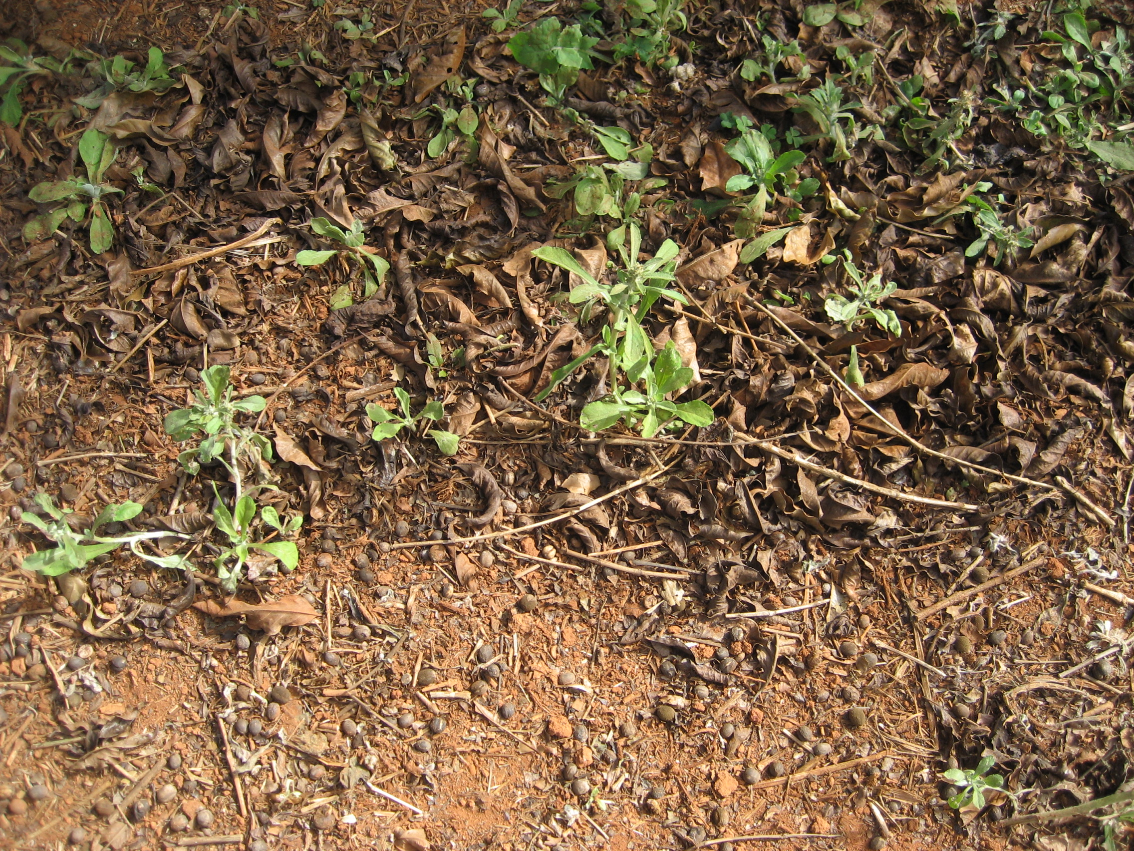 Frutos de café podem deixar de ser colhidos devido à presença de plantas daninhas