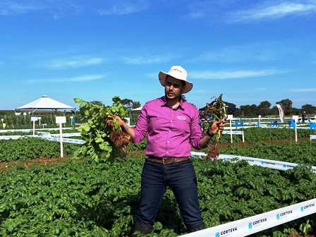 Anúncio da Corteva coloca em xeque futuro do clorpirifós :: Repórter Agro