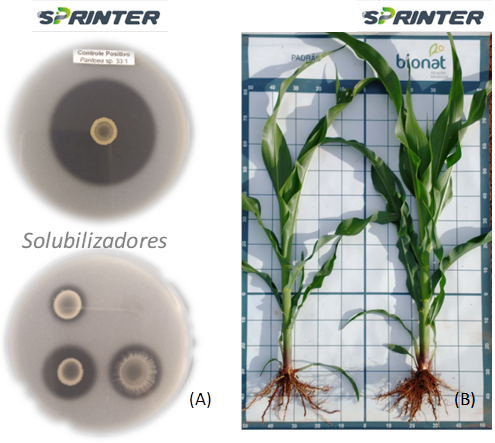 (A) Ação efetiva do SPRINTER na solubilização de P (in vitro) quando comparado a outros solubilizadores (Pesquisadores ESALQ). (B) Maior crescimento e desenvolvimento de plantas que receberam SPRINTER (Álefe Borges, Coordenador de Pesquisa e Desenvolvimento Bionat).