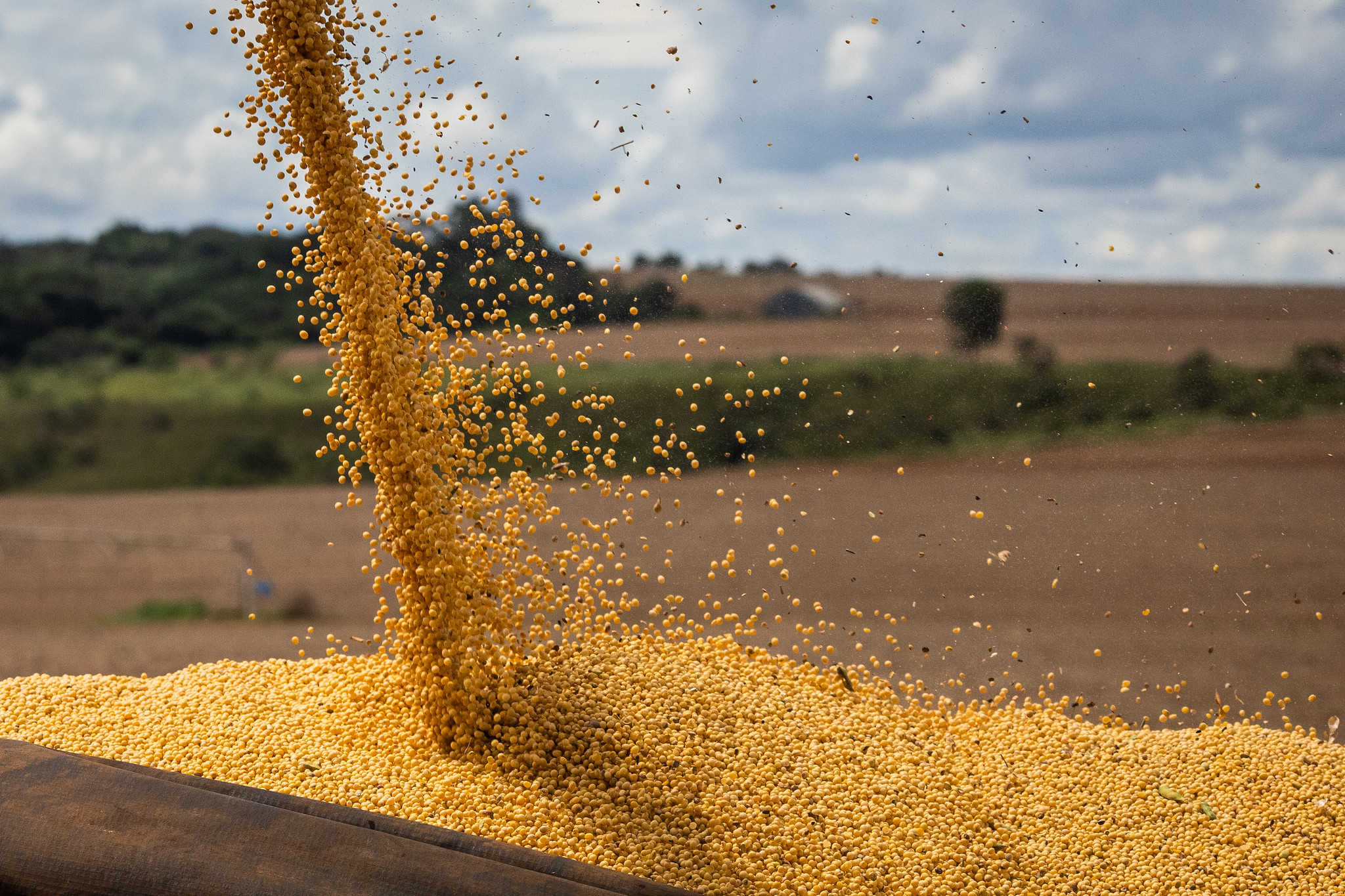 Principal produto cultivado, a soja teve o desenvolvimento marcado pelas altas temperaturas em importantes regiões produtoras. - Foto: CNA