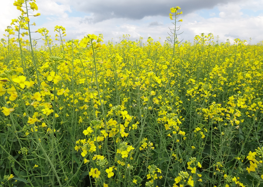 Aplicativo Mais Canola visa facilitar a gestão de dados de todo o ciclo de produção da oleaginosa, do plantio à colheita. - Foto: Divulgação Embrapa