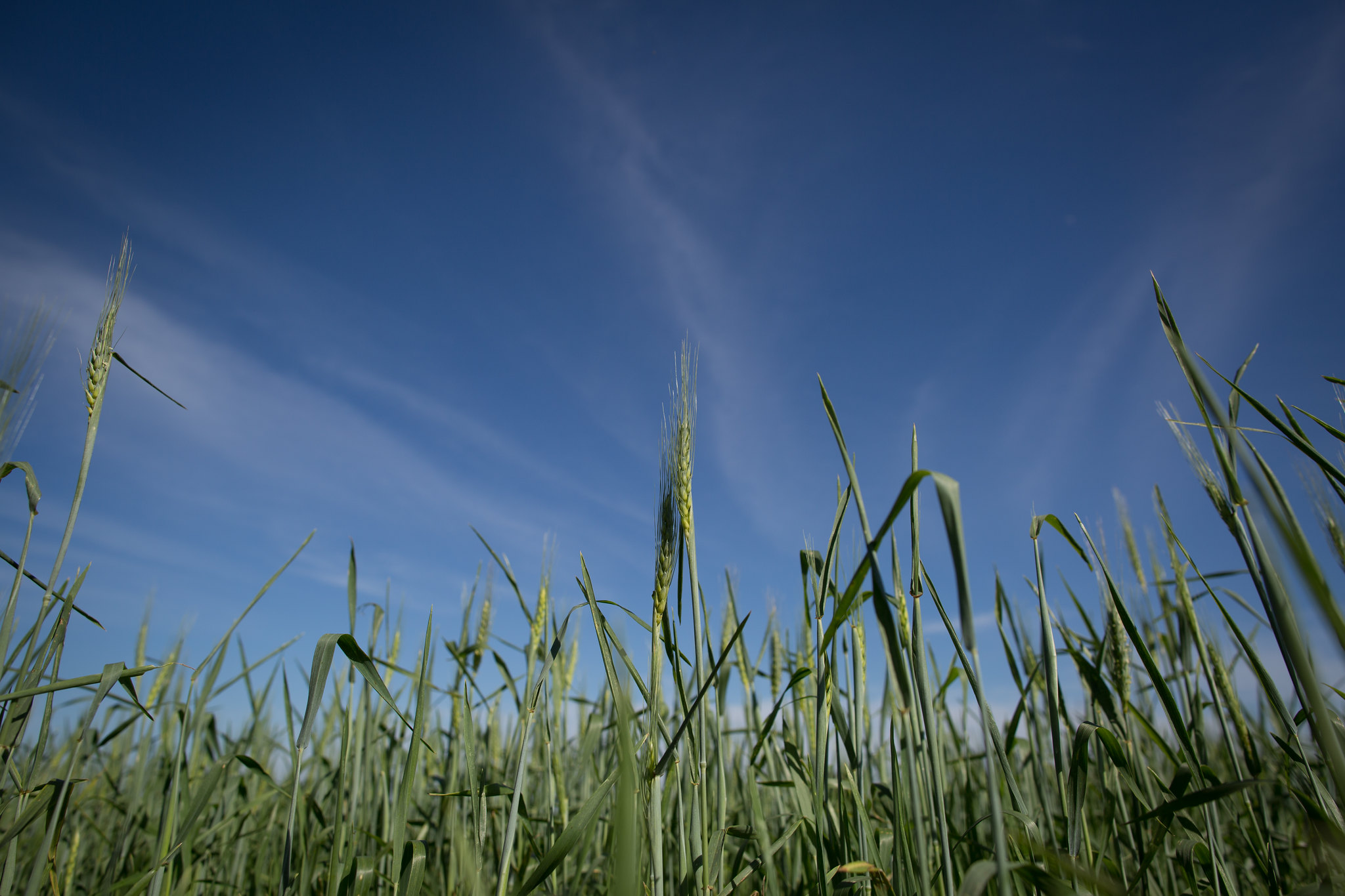 A área de cultivo do trigo alcançou 1.458.026 hectares no Estado; Foto: Wenderson Araujo/CNA