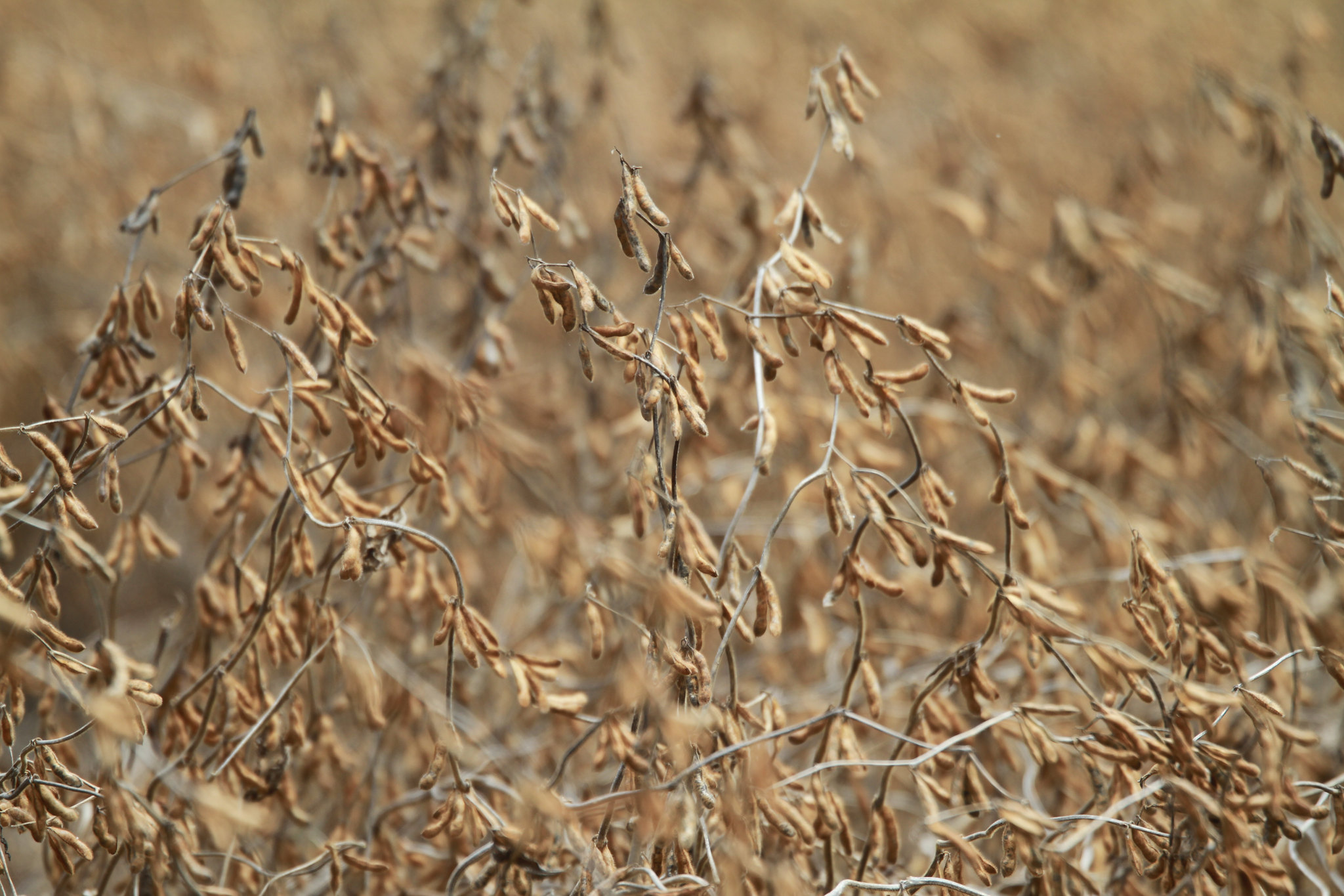 A semeadura da soja está em fase inicial, e estima-se que 3% das lavouras já foram plantadas; Foto: Wenderson Araujo/CNA