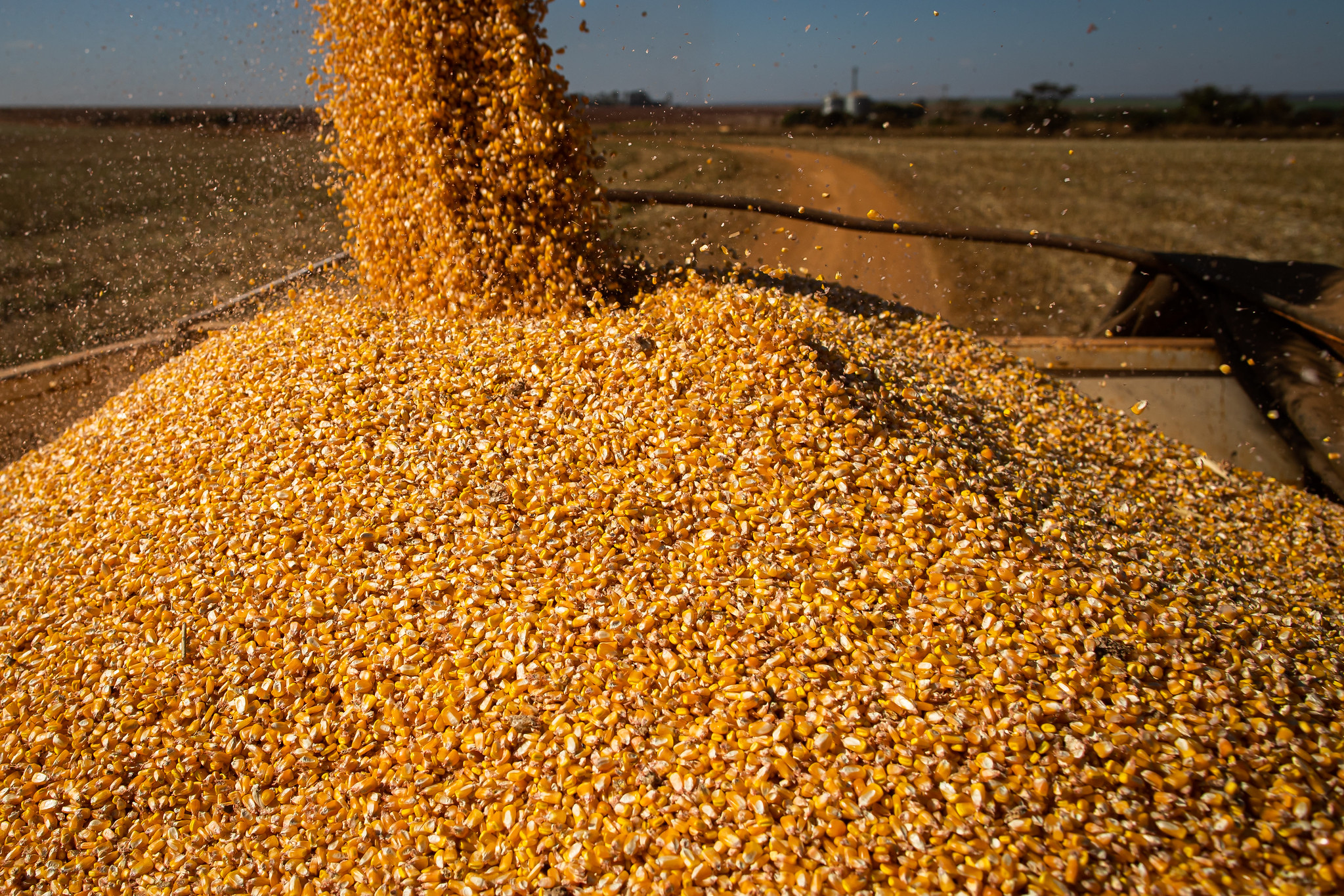 Destaque positivo foi para primeira safra de milho, que foi revisada para cima, em 85,4 mil toneladas neste levantamento, com produção estimada em 1,99 milhão de toneladas. - Foto: Wenderson Araujo/CNA