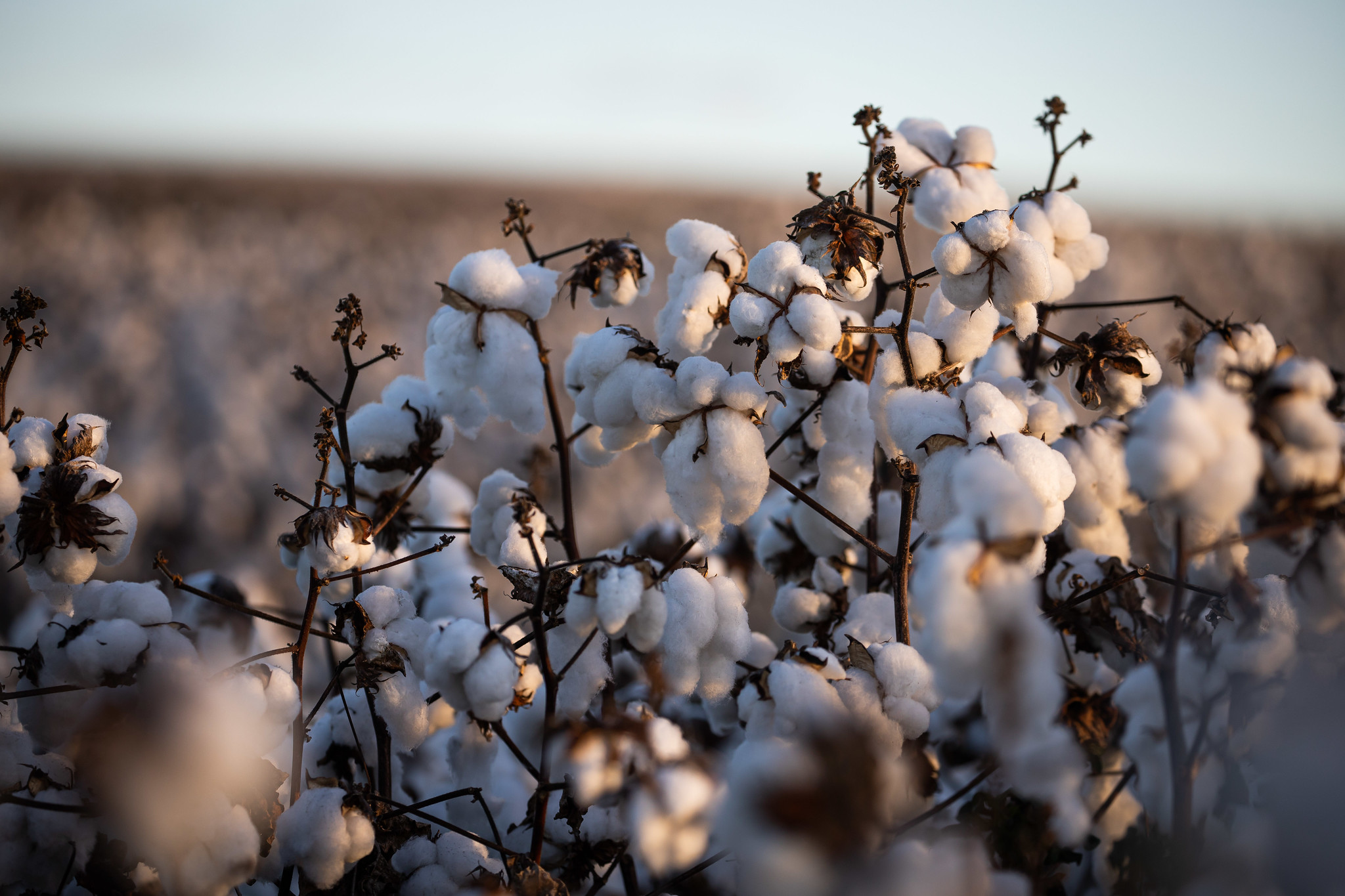 Quanto à nova safra, a colheita e o beneficiamento ainda estão no início, e a produtividade é incerta em algumas áreas. - Foto: Wenderson Araujo/CNA