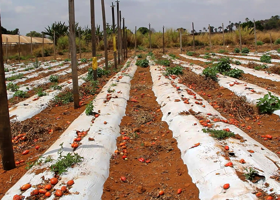 A traça-do-tomateiro ataca a cultura durante todo o ciclo de produção, causando danos às folhas, aos ramos e aos frutos, que são broqueados pelas lagartas e perdem o seu valor comercial