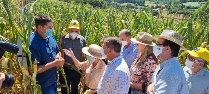 Ministra e autoridades da comitiva conhecem de perto efeitos da estiagem em lavoura de milho em Chapecó-SC. - Foto: Mapa