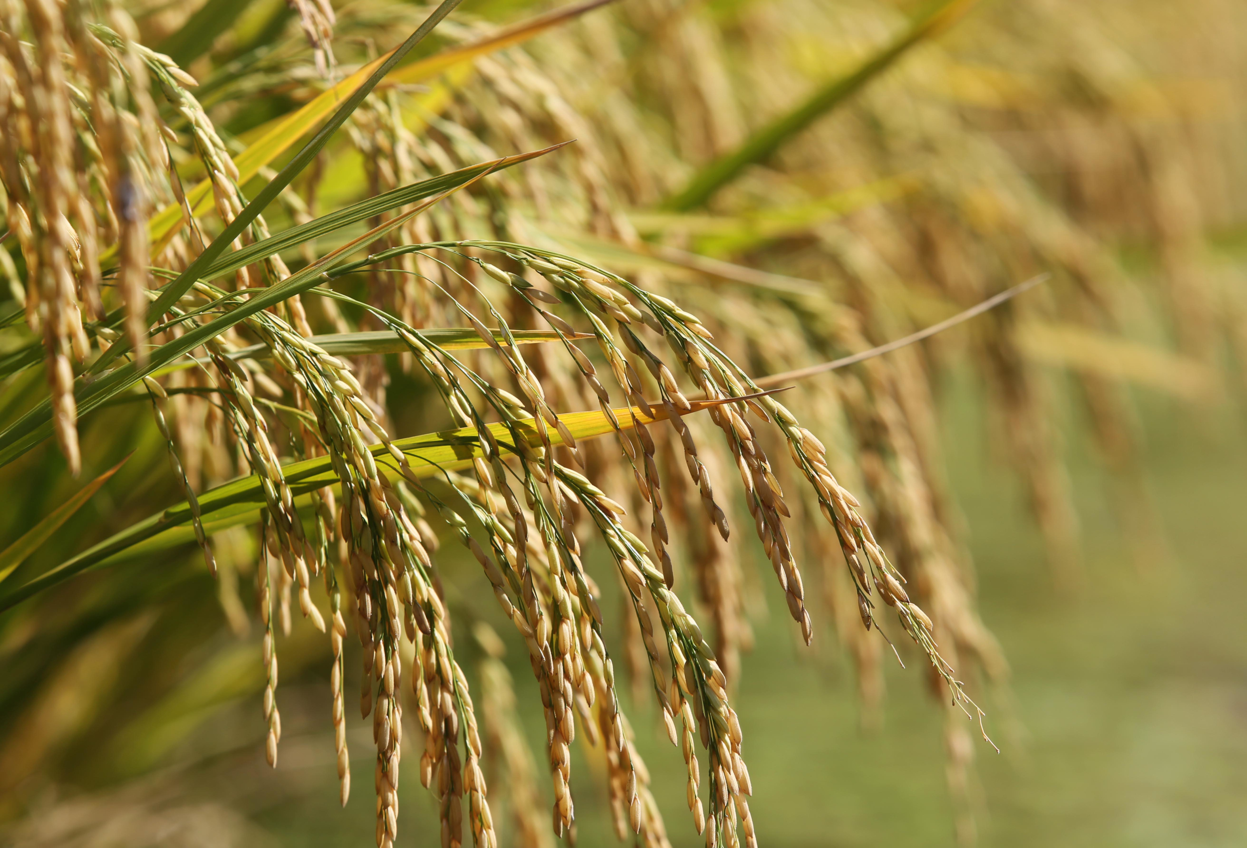 Segundo a entidade, arrozeiros atingidos pelos eventos climáticos na safra tem direito à indenização. - Foto:  Paulo Rossi