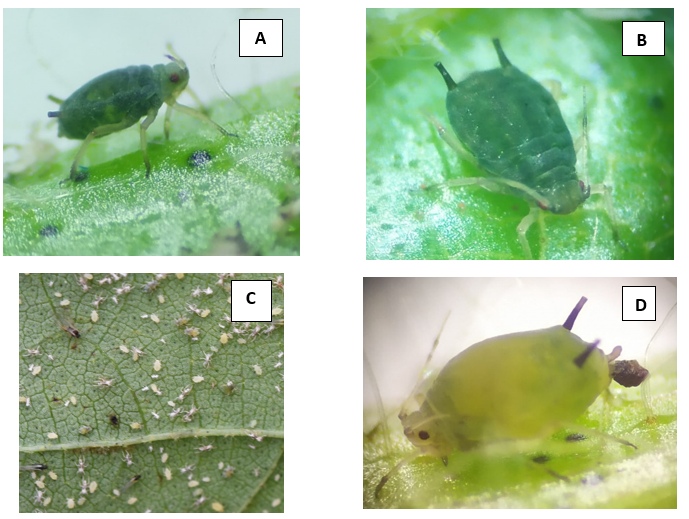 Figura 2 - Pulgão-do-algodoeiro, Aphis gossypii: A, B e D) presença de sifúnculo; C) adulto alado e outros estágios de desenvolvimento na planta