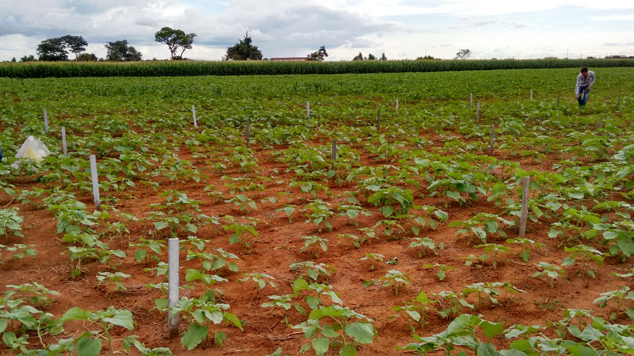 Plântulas de girassol em área experimental do Instituto Federal de Educação, Ciência e Tecnologia