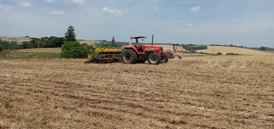 Semeadura já atinge 68% no Estado, estando toda essa área em germinação e desenvolvimento vegetativo. - Foto:&nbsp;Alessandro Devesac