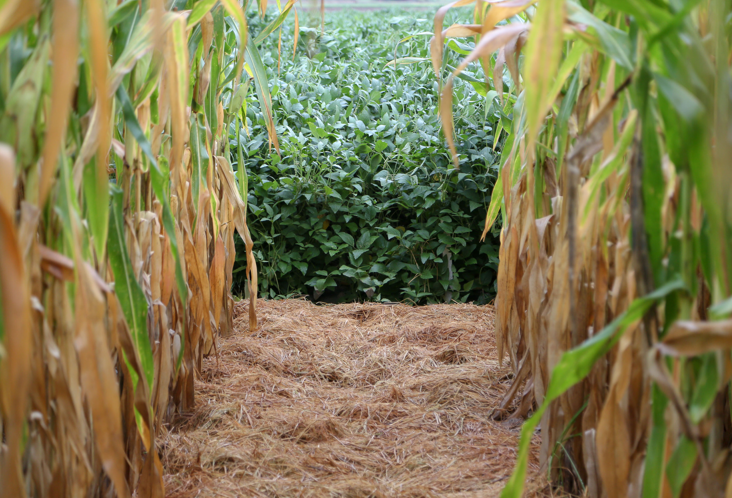 Primeiro levantamento da FecoAgro/RS para soja e milho apontam altas de 42,79% e 71,43% nas relações de troca respectivamente. - Foto:  Fagner Almeida