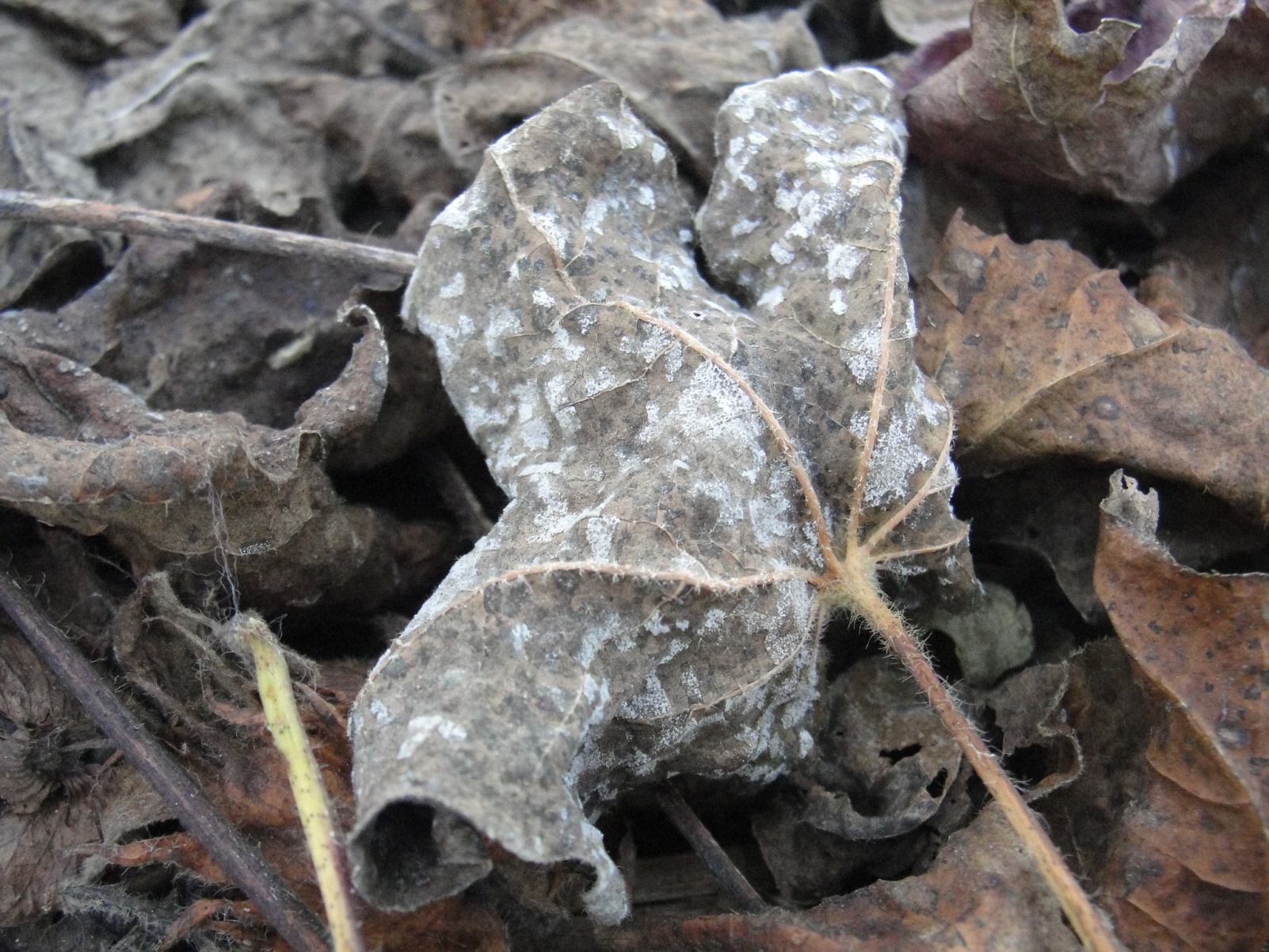 Desfolha intensa ocasionada pela Mancha de Ramularia (R. areola) na folha de algodoeiro. Alfredo Riciere Dias.