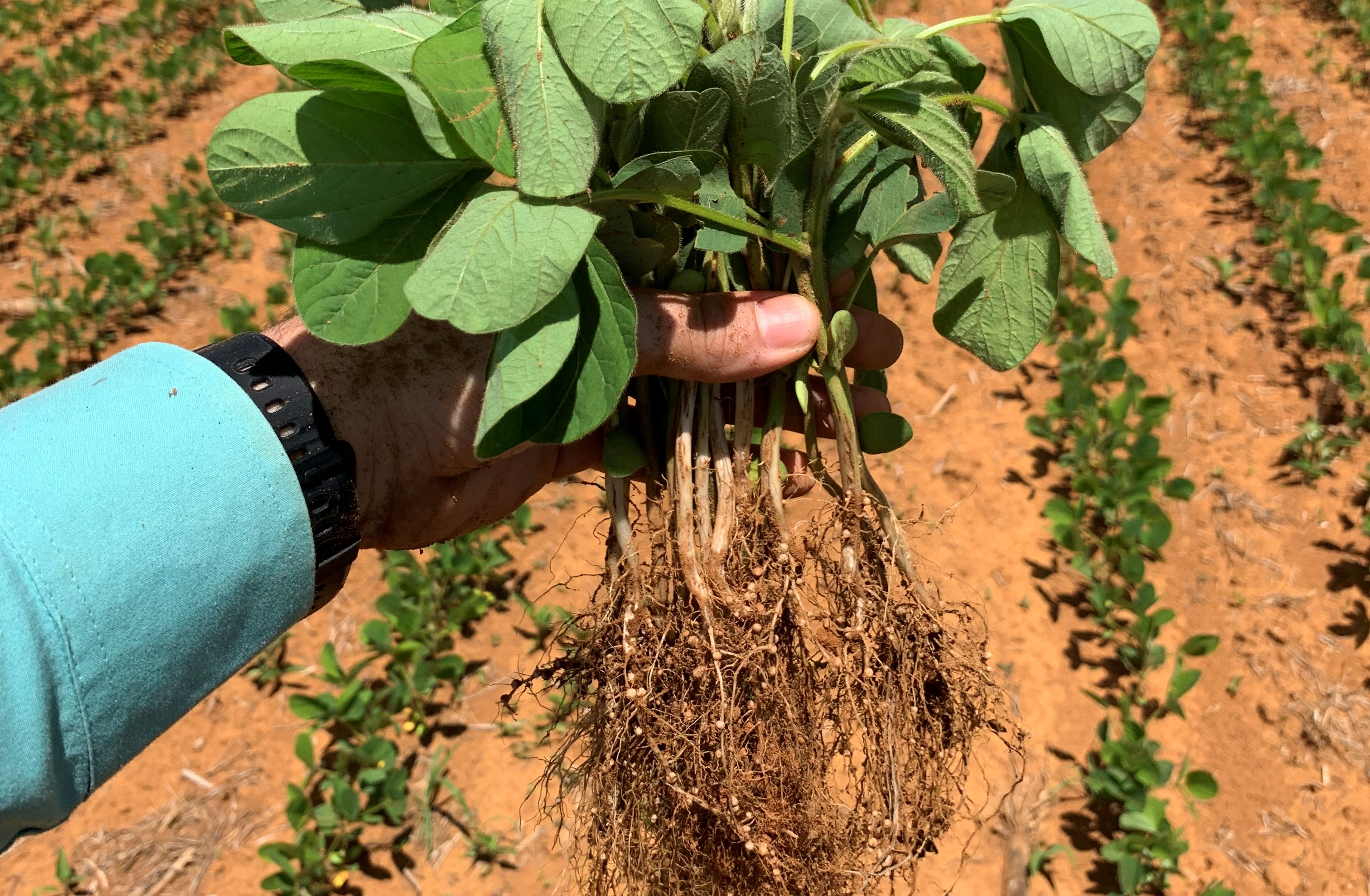 A alta dos insumos e até o risco de um possível desabastecimento para as próximas safras desperta atenções no campo. Boa gestão e produtos alternativos como os biológicos podem ajudar a diminuir os impactos. - Foto:&nbsp;Bruno Barbosa Guimarães/Divulgação