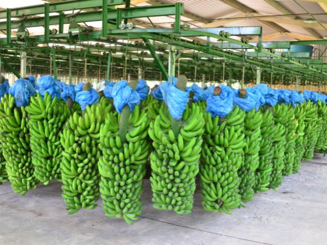 Produção volta ao patamar de 2019 no Estado; oferta da fruta superou as 5 mil toneladas por mês no atacado catarinense; Foto: Divulgação Epagri