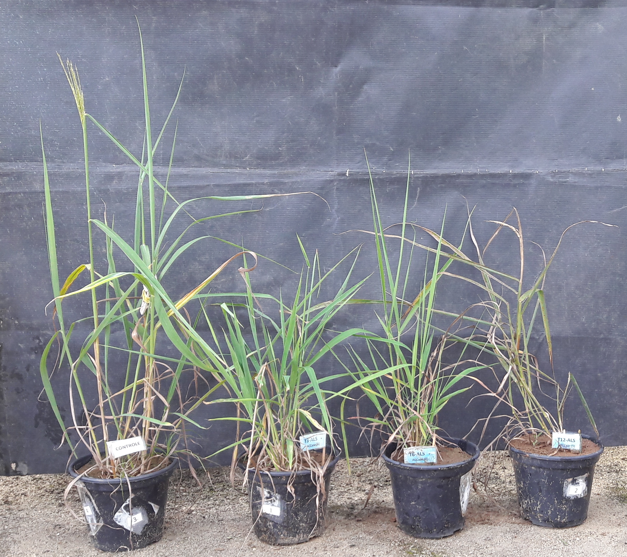 Vista frontal das plantas de capim-amargoso aos 35 dias após a aplicação dos herbicidas. Tratamentos da esquerda para direita: Testemunha; cloransulam e haloxifope-p-metílico com intervalos de 3, 6 e 12 dias entre aplicação, respectivamente.