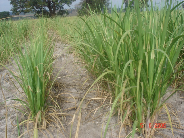 Aspecto do canavial implantado em área infestada por nematoides, tratado (à direita) ou não (à esquerda) com nematicida no plantio