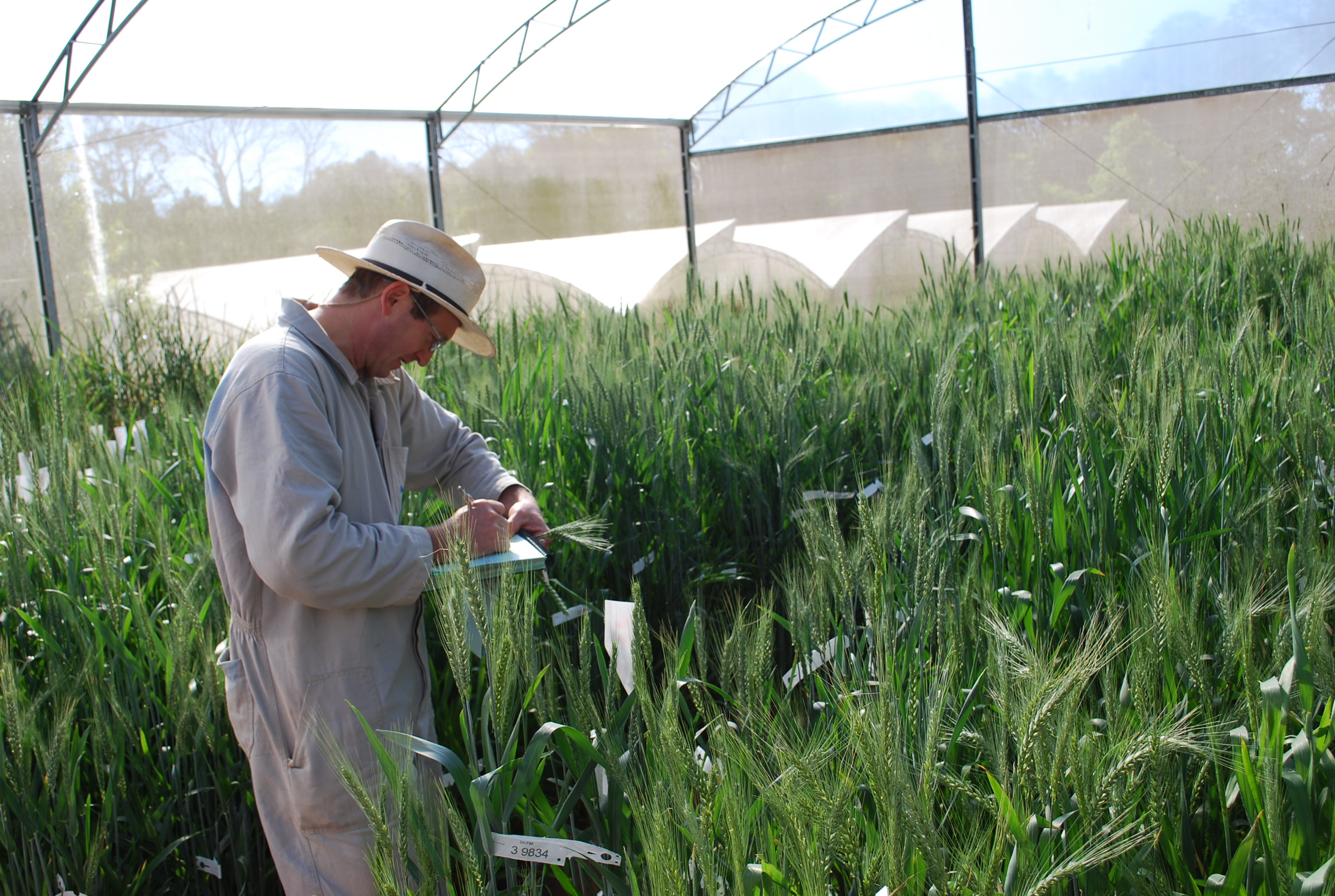 Melhoramento genético do trigo em casa de vegetação da Embrapa; Foto: Joseani Antunes