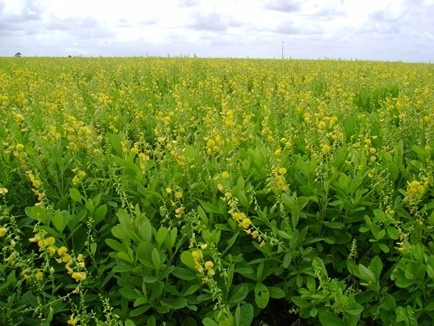 Área de pousio com crotalária