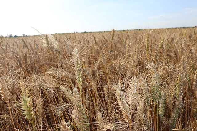 Linhagem da Embrapa com 2NS 2AS em avaliação no Cerrado. - Foto: Joseani Antunes