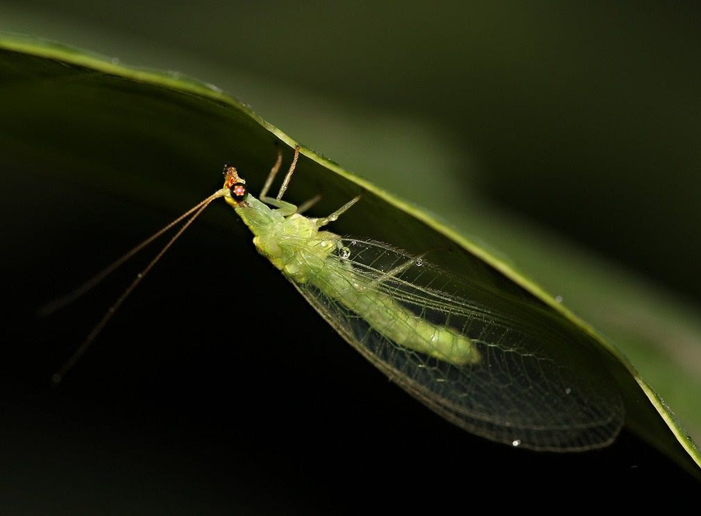 Criso-Vit é um inseticida macrobiológico que auxilia o produtor com um dos problemas mais comuns nas lavouras o ataque de pulgões e mosca-branca. - Foto: Divulgação