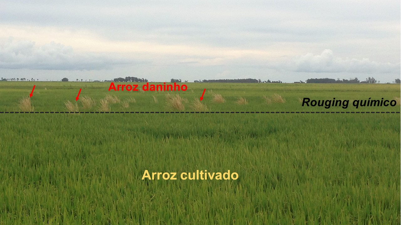 A observação de escapes de arroz daninho, frente às ações de manejo utilizadas, não é incomum, sendo necessário o controle