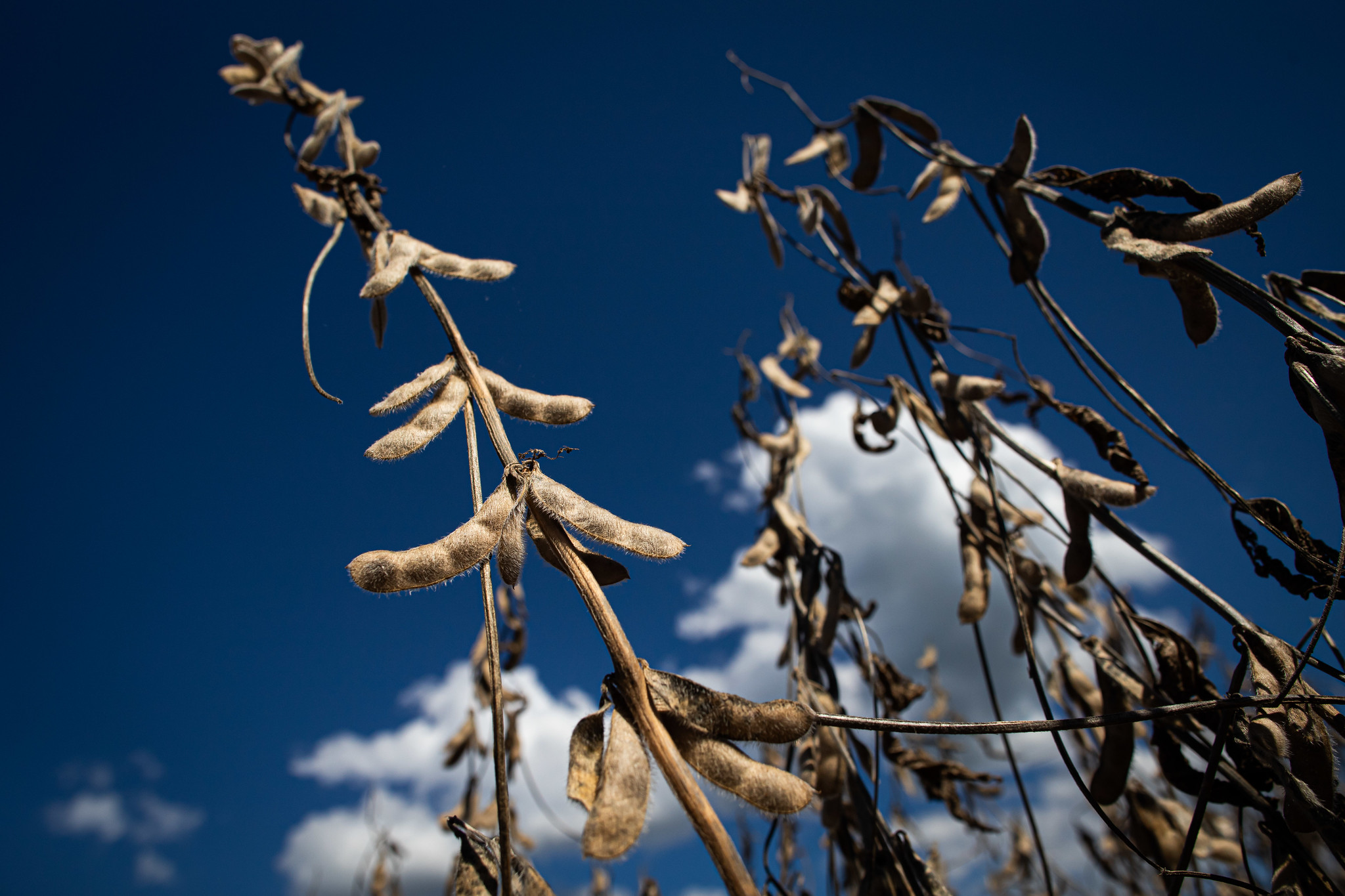 Produção nacional de soja está projetada em 142,78 milhões de toneladas pela Conab e em 144 milhões de toneladas pelo USDA, ambas recordes. - Foto: Wenderson Araujo/CNA