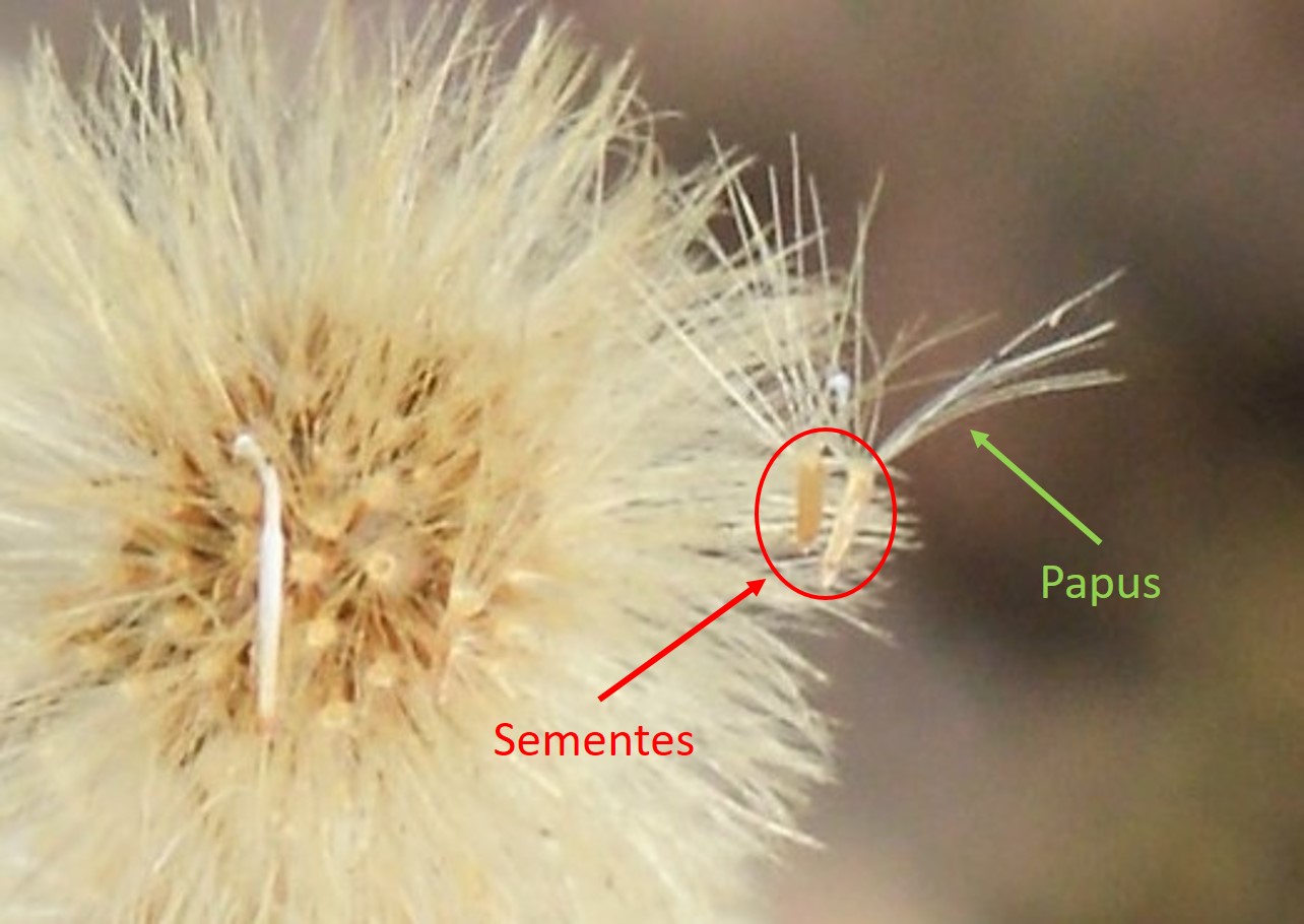 Figura 3 - Capítulo de buca, no detalhe estrutura de dispersçai "papus" e sementes