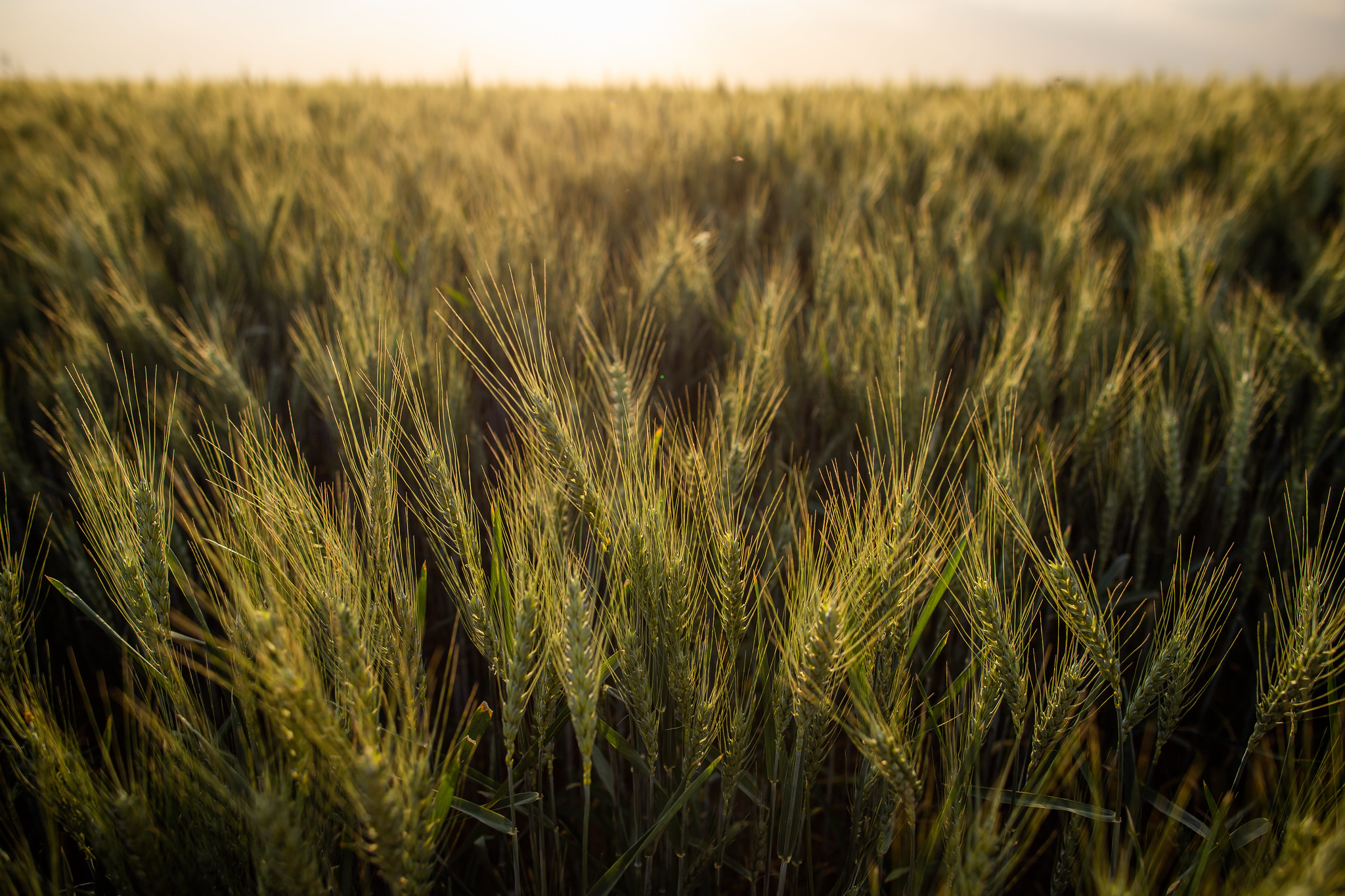 Na Argentina, maior fornecedora de trigo ao Brasil, a Bolsa de Cereales diminuiu novamente a projeção da safra do cereal, em 1,2 milhão de toneladas frente ao relatório anterior, para 14 milhões de toneladas; Foto: Wenderson Araujo/CNA