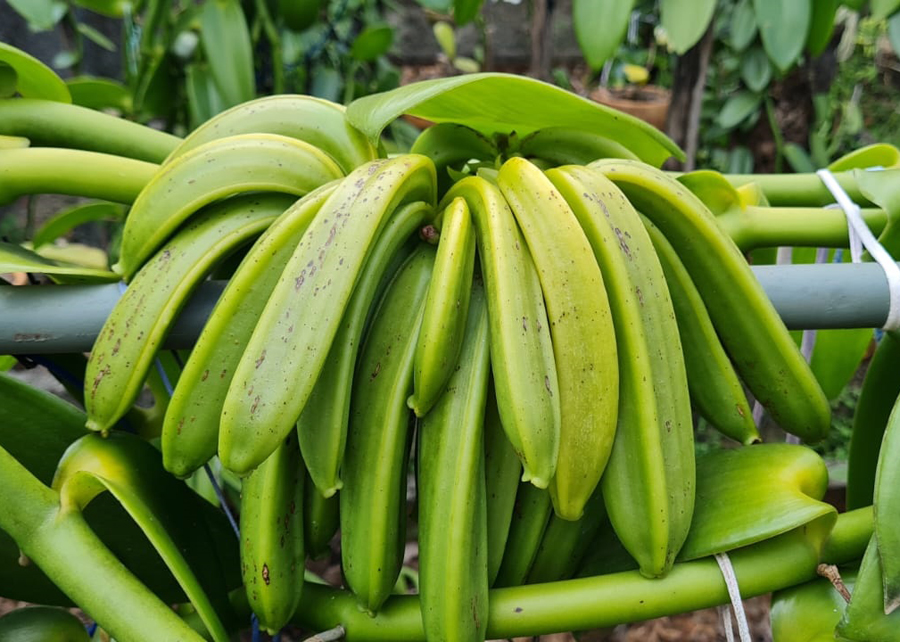 Apesar da sua importância, principalmente para o mercado gastronômico, a baunilha é encontrada em poucas coleções genéticas no mundo. - Foto: Zenilton Gaioso