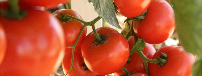 Não há registro oficial da presença do ToBRFV em tomateiros nacionais, mas sua detecção em região próxima ao Brasil exige atenção dos produtores e autoridades&nbsp;Foto: André Fachini Minitti