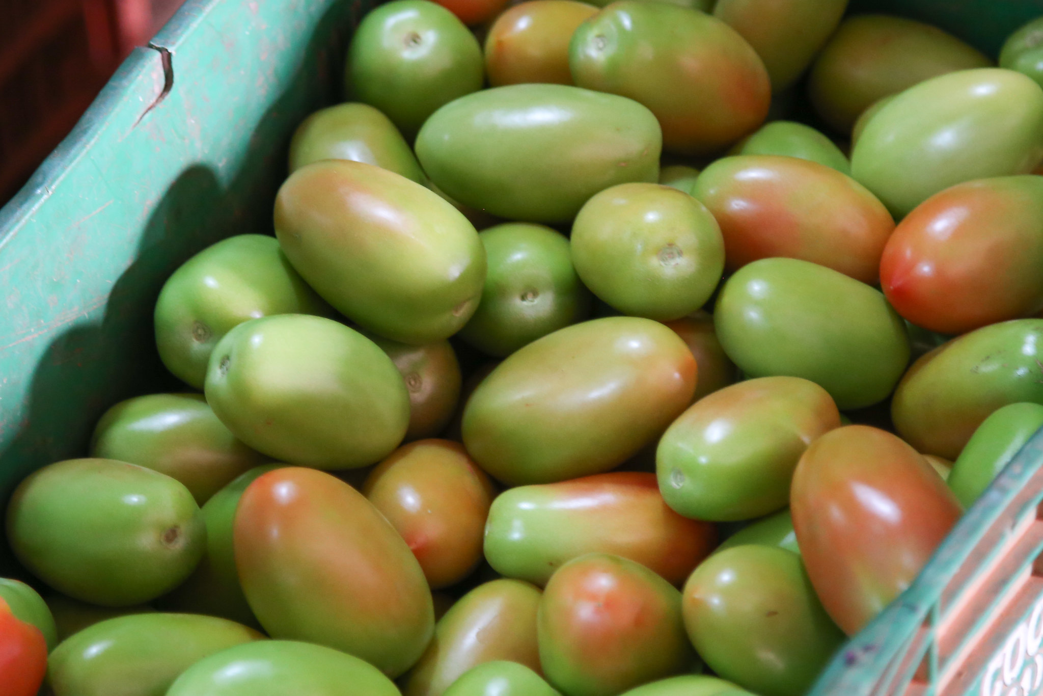 Maior incidência de chuvas acarretará uma redução de oferta de tomates e hortaliças em geral até maio deste ano; Foto: Tony Oliveira/CNA