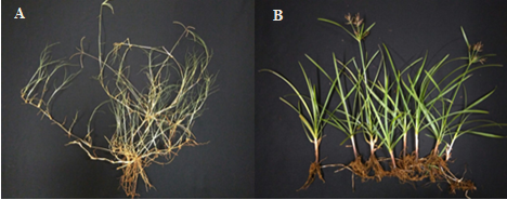 Figura 1 - (A) Planta adulta de grama-seda; (B) Tiririca adulta