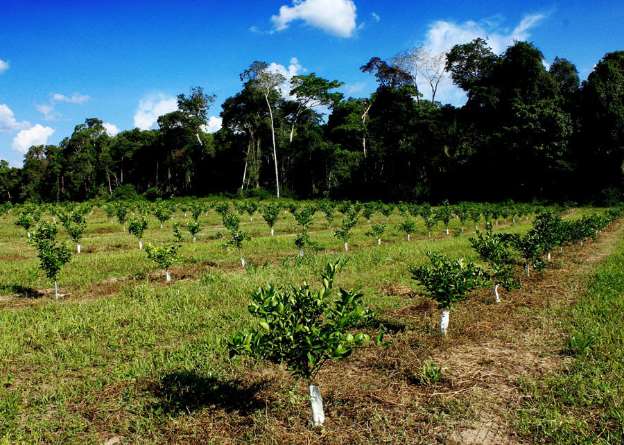 Pesquisa inédita estimará os estoques de carbono em mais de 600 mil hectares de pomares de citros e de vegetação nativa em propriedades brasileiras. - Foto: Divulgação