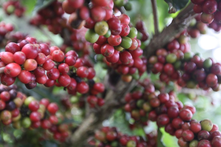 A missão permitiu a verificação de condições locais e coleta de informações obtidas localmente, fornecidas por proprietários de fazendas de café. - Foto: Divulgação Mapa