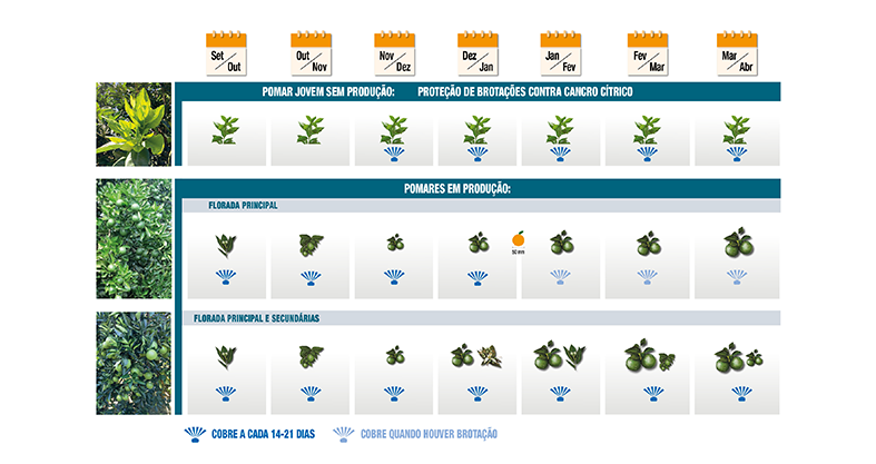 O cálculo de doses, volumes de copa de plantas e de calda de pulverização de cobre podem ser feitos com auxílio do Sistema de Pulverização do Fundecitrus (SPIF):&nbsp;https://spif.fundecitrus.com.br/Account/Login?ReturnUrl=/&nbsp;&nbsp;