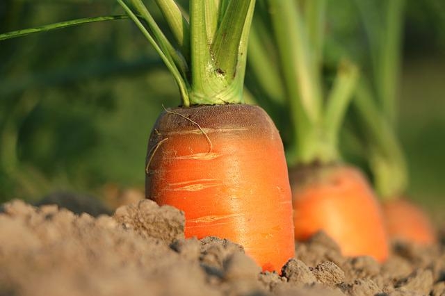 Cientistas ligados ao Centro de Desenvolvimento de Materiais Funcionais da UFSCar desenvolvem e testam nanomateriais que potencializam o efeito de bactérias promotoras de crescimento vegetal. - Foto: Divulgação&nbsp;Agência FAPESP