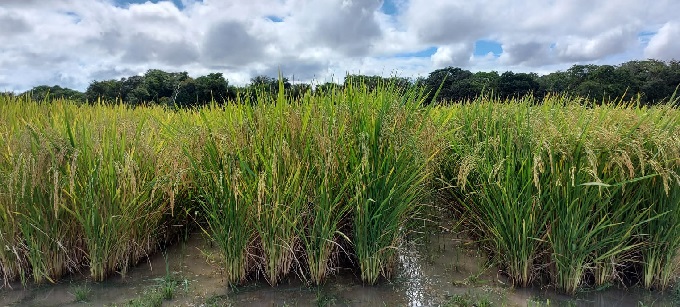 Área experimental com Arroz irrigado. - Foto: Aliny Melo