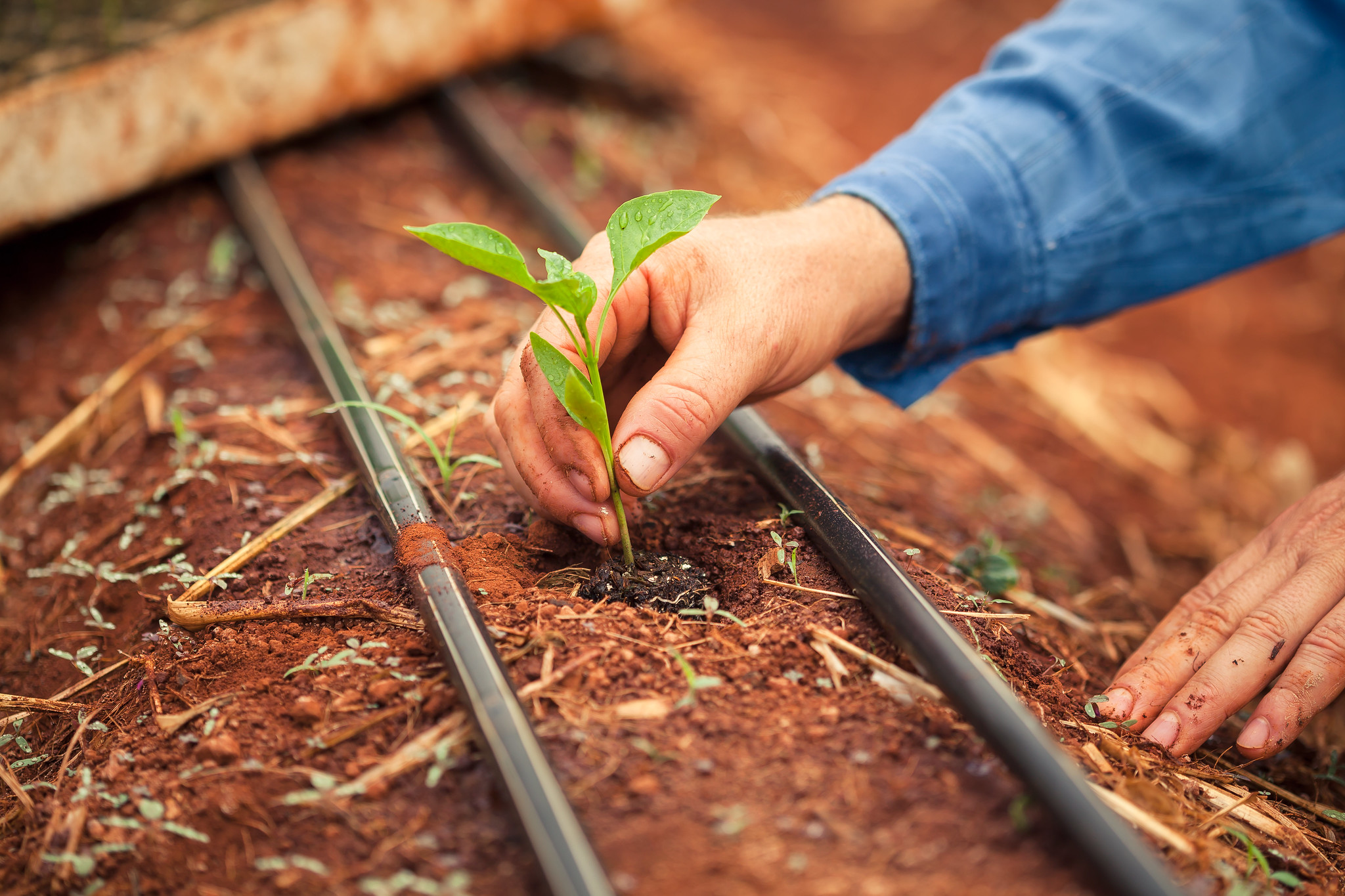 Os recursos são destinados para financiamento de crédito rural e investimentos em infraestrutura. - Foto: Wenderson Araujo/CNA