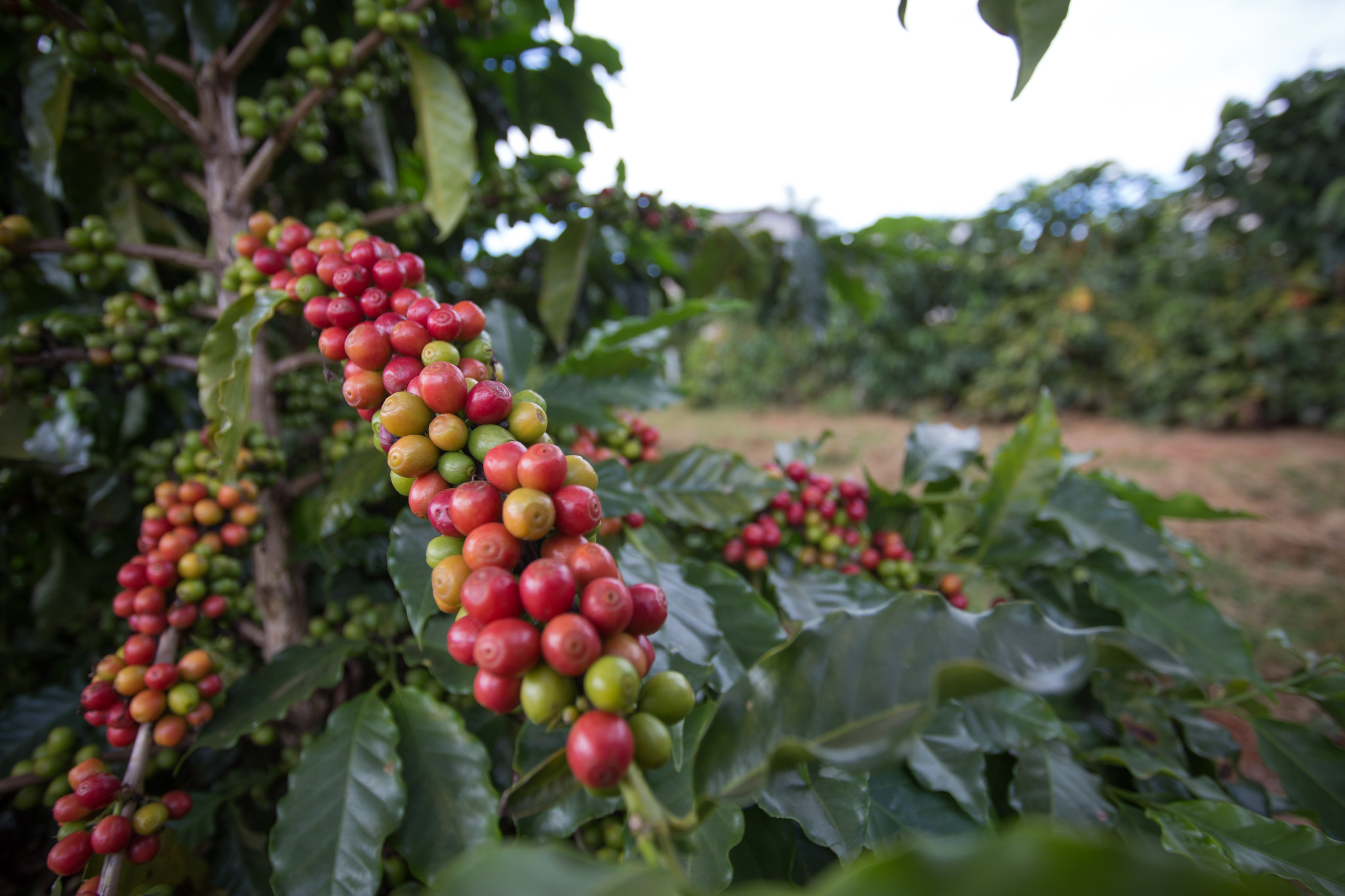 Estudos avaliaram o desempenho de 20 cultivares de café em duas situações: a primeira em solução nutritiva com baixas concentrações de Nitrogênio (N) e a seguinte em solução nutritiva com baixas concentrações de Potássio (K). - Foto: Wenderson Araujo/CNA