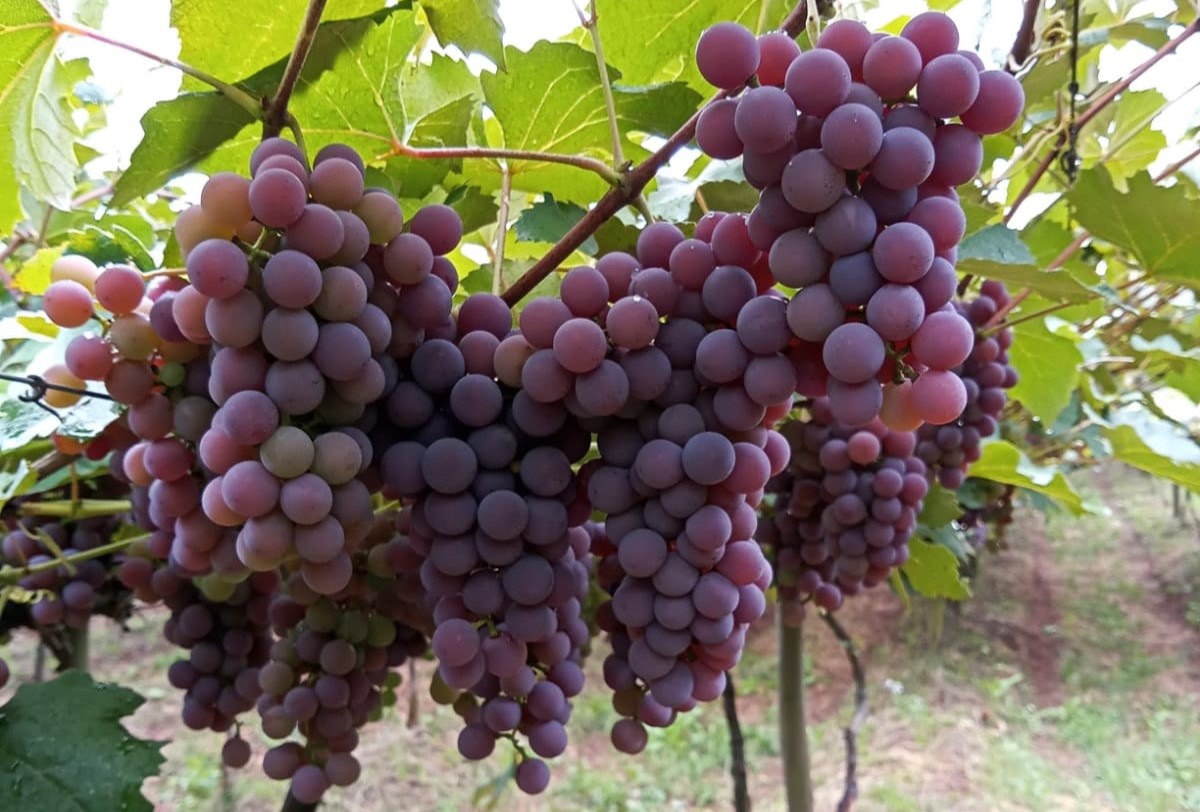 Proposta prevê apoio a produtores de suco de uva e vinhos de mesa; Foto: Angélica Bender