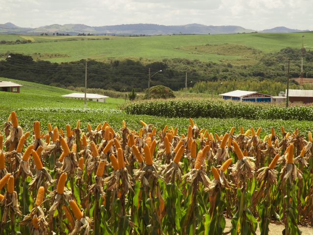 SC busca aumentar a produção de milho através do aumento da produtividade de grãos nas áreas já utilizadas; Foto: Aires Mariga/Epagri