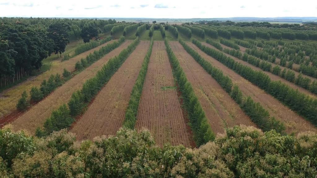 A Fazenda Boa Vereda se transformou em uma Unidade de Referência Tecnológica (URT), tendo os seus resultados tecnológicos e socioambientais positivos como exemplo para outros empreendimentos. - Foto: Abilio Rodrigues Pacheco