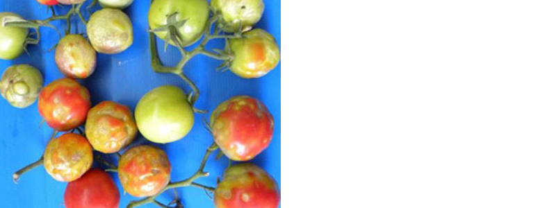 Nos frutos aparecem manchas de cor amarelada a marrom, podendo apresentar rugosidade - Foto: NetaLuria