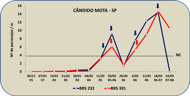Figura 1. Flutuação populacional de percevejos em cultivares de soja nos municípios de Florínea e Cândido Mota, São Paulo, na safra 2014/15. As setas indicam o momento das aplicações de inseticidas segundo o nível crítico (NC = 4 percevejos / m) para cada cultivar.